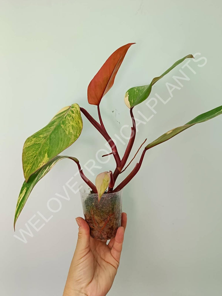 Philodendron strawberry shake variegata