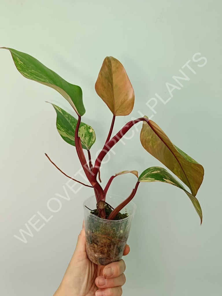 Philodendron strawberry shake variegata