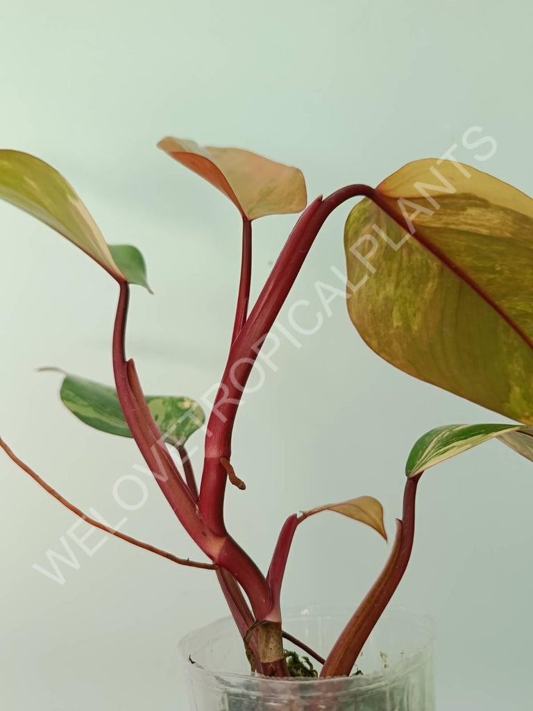 Philodendron strawberry shake variegata