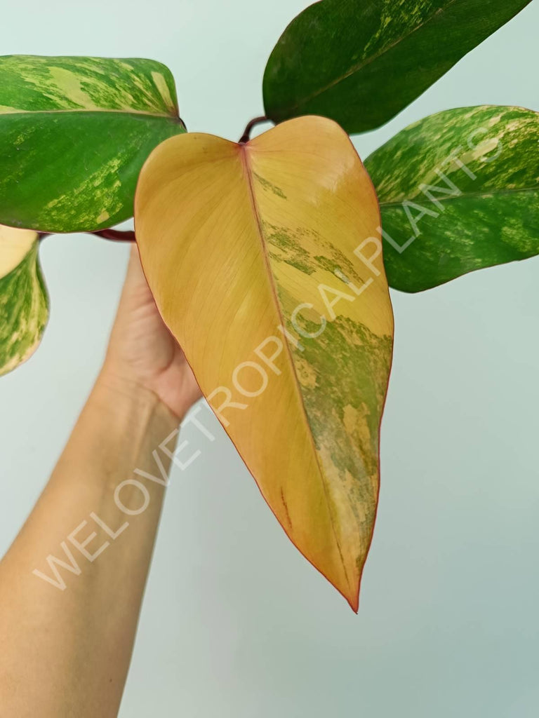 Philodendron strawberry shake variegata