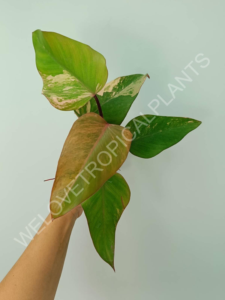 Philodendron strawberry shake variegata