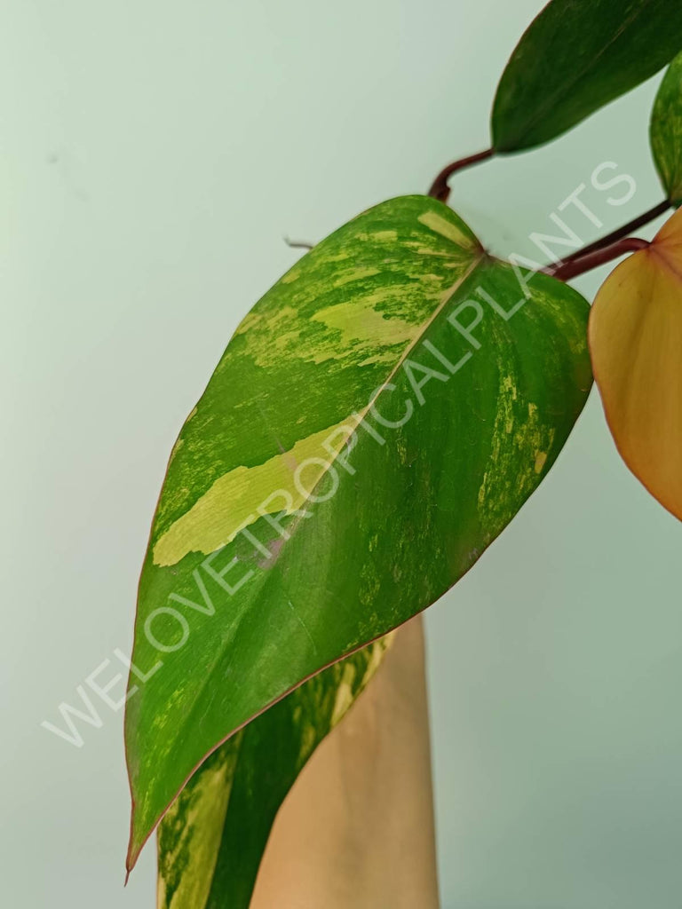 Philodendron strawberry shake variegata