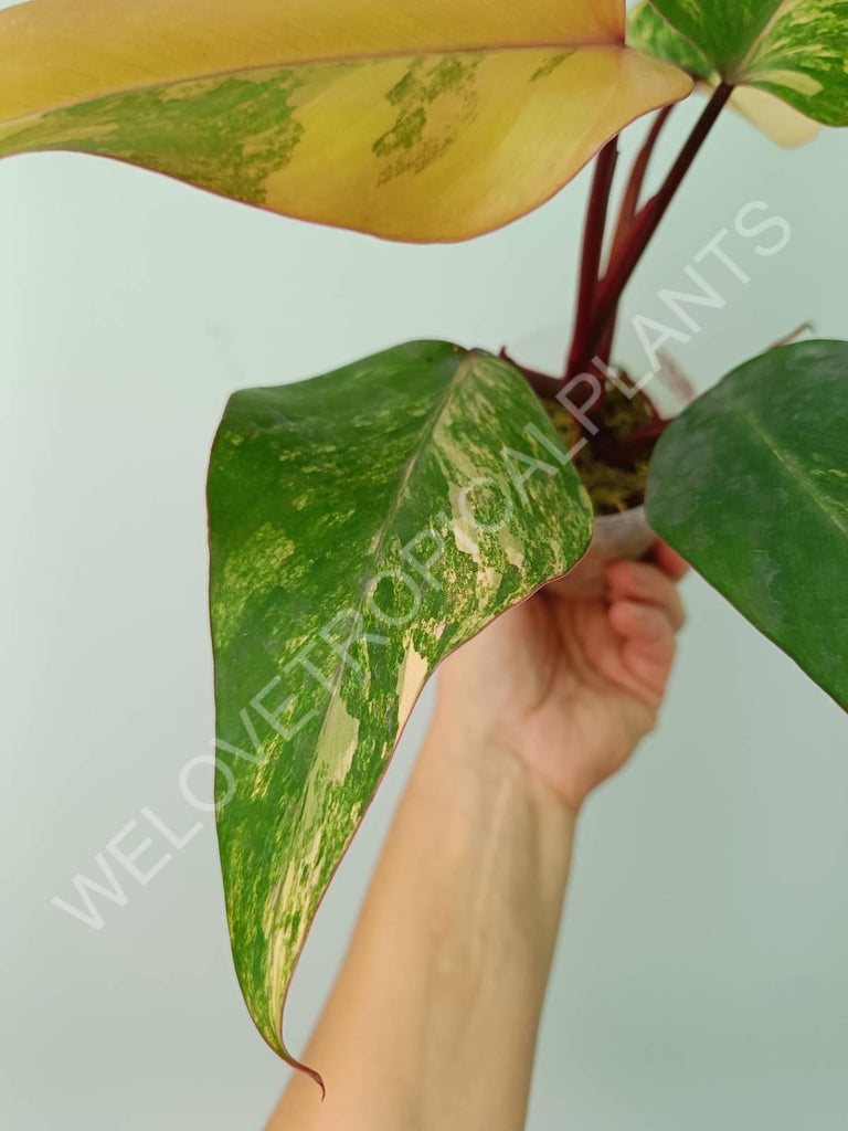 Philodendron strawberry shake variegata