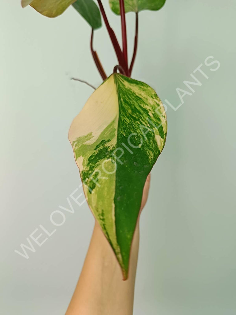 Philodendron strawberry shake variegata