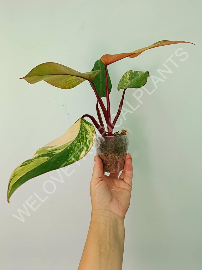 Philodendron strawberry shake variegata