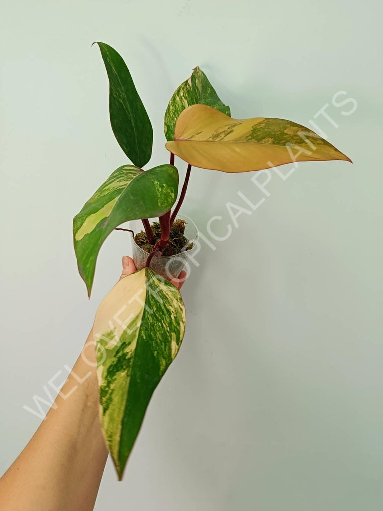 Philodendron strawberry shake variegata