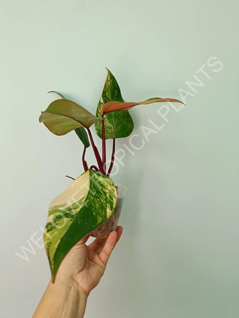 Philodendron strawberry shake variegata