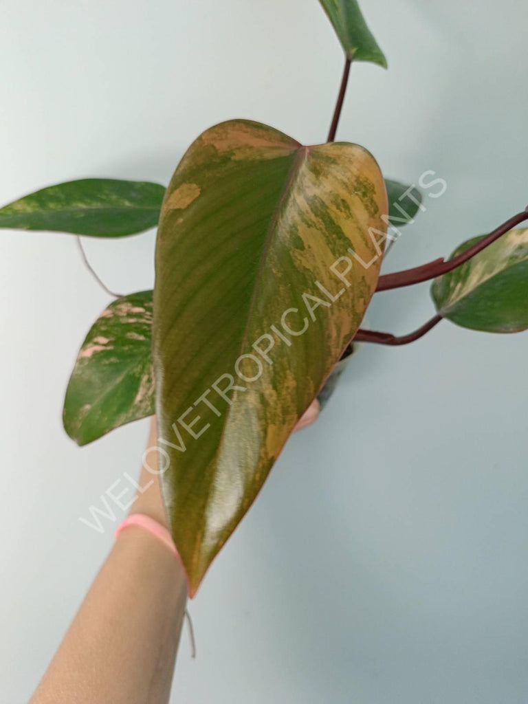 Philodendron strawberry shake variegata