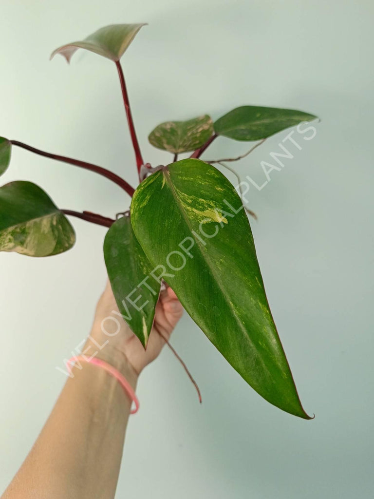 Philodendron strawberry shake variegata