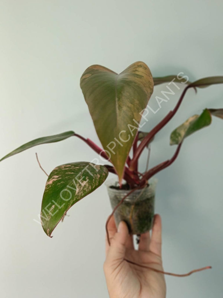 Philodendron strawberry shake variegata