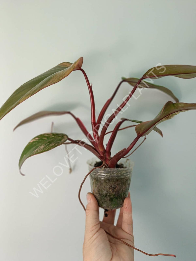 Philodendron strawberry shake variegata