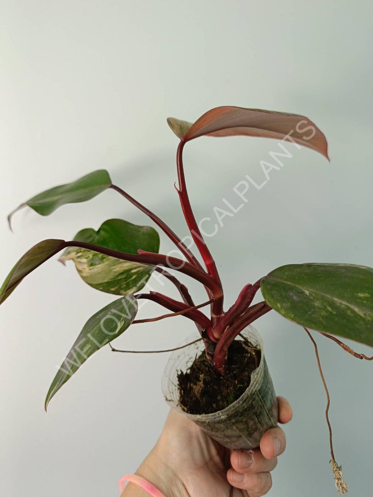 Philodendron strawberry shake variegata