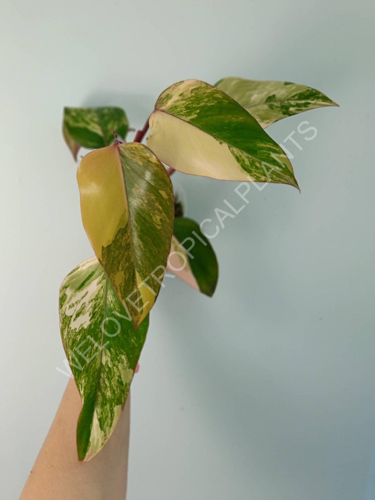 Philodendron strawberry shake variegata