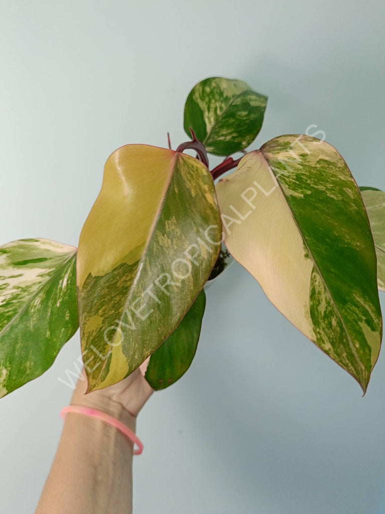 Philodendron strawberry shake variegata