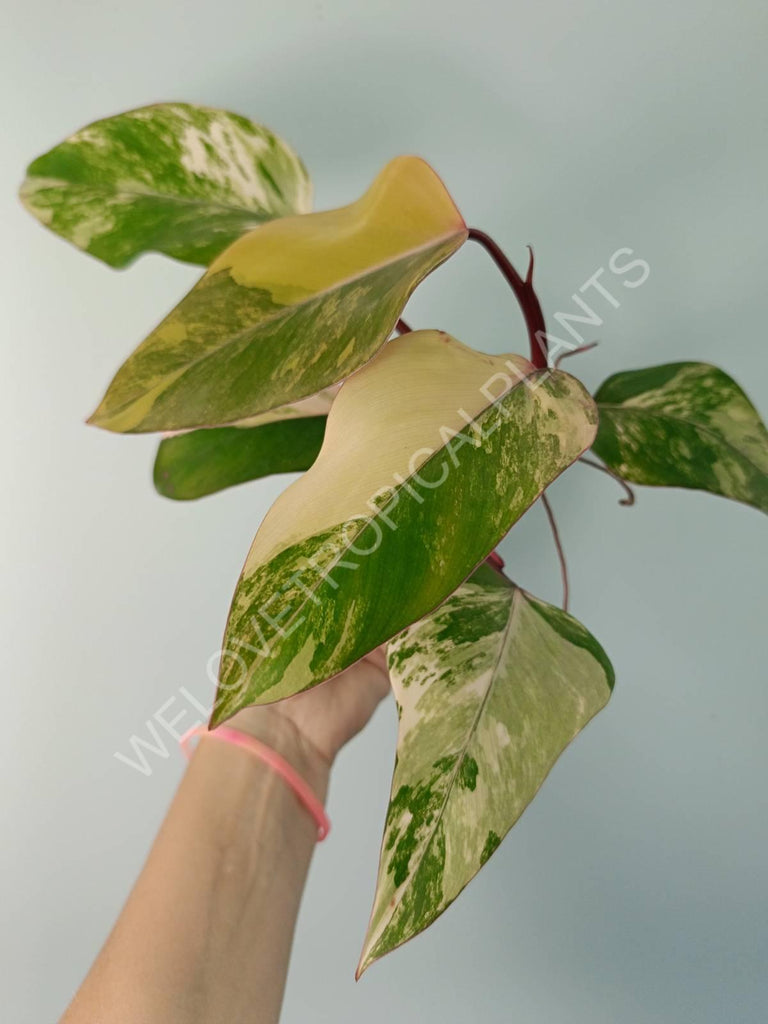 Philodendron strawberry shake variegata