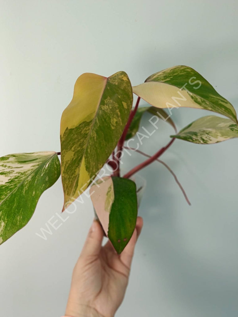 Philodendron strawberry shake variegata