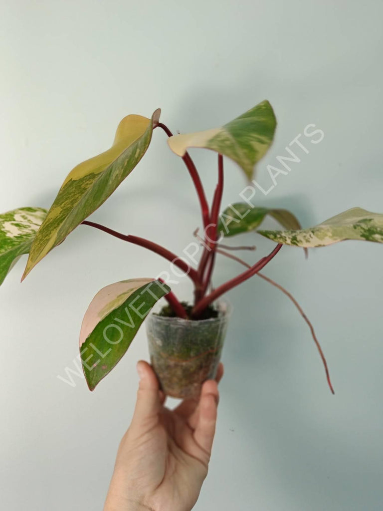 Philodendron strawberry shake variegata