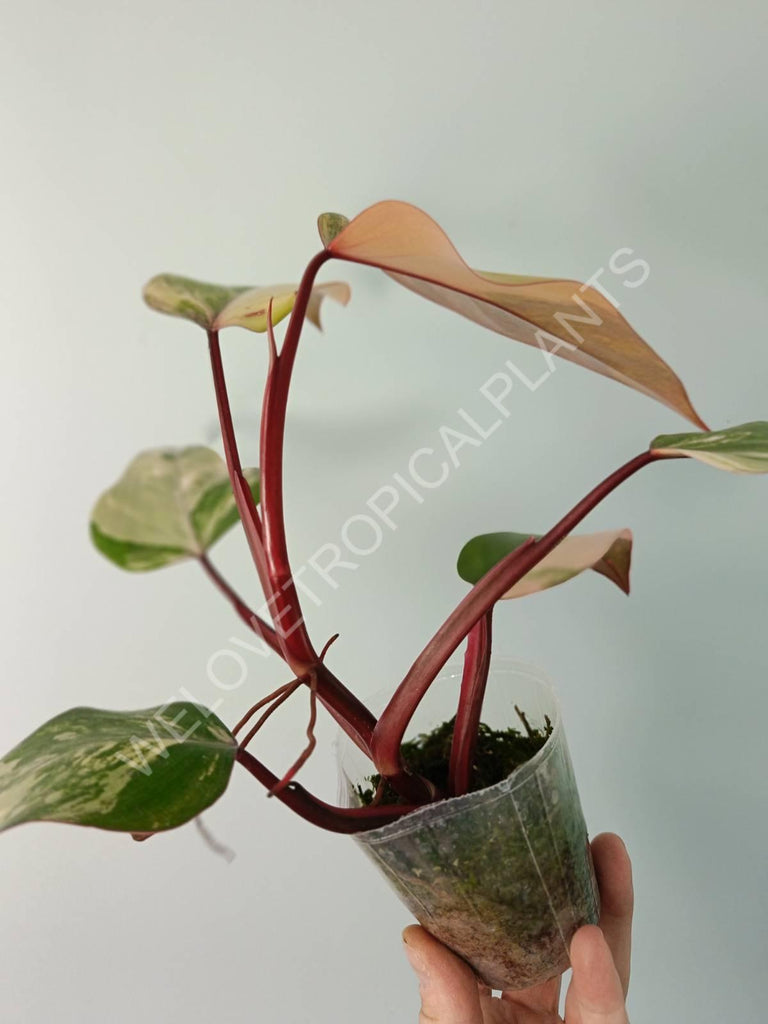 Philodendron strawberry shake variegata