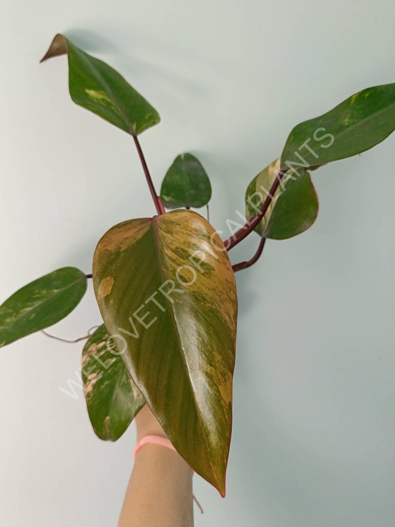 Philodendron strawberry shake variegata