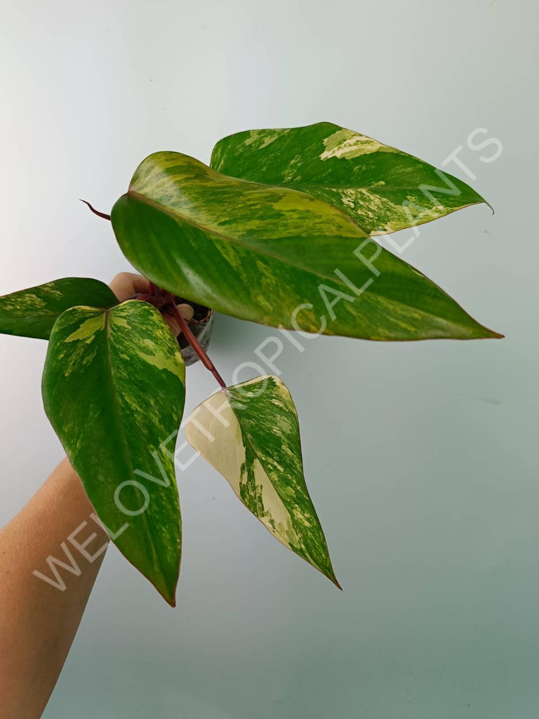 Philodendron strawberry shake variegata