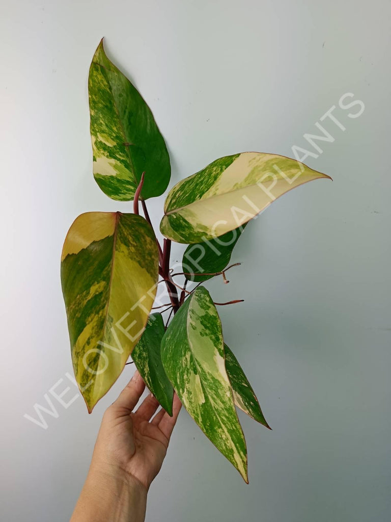 Philodendron strawberry shake variegata