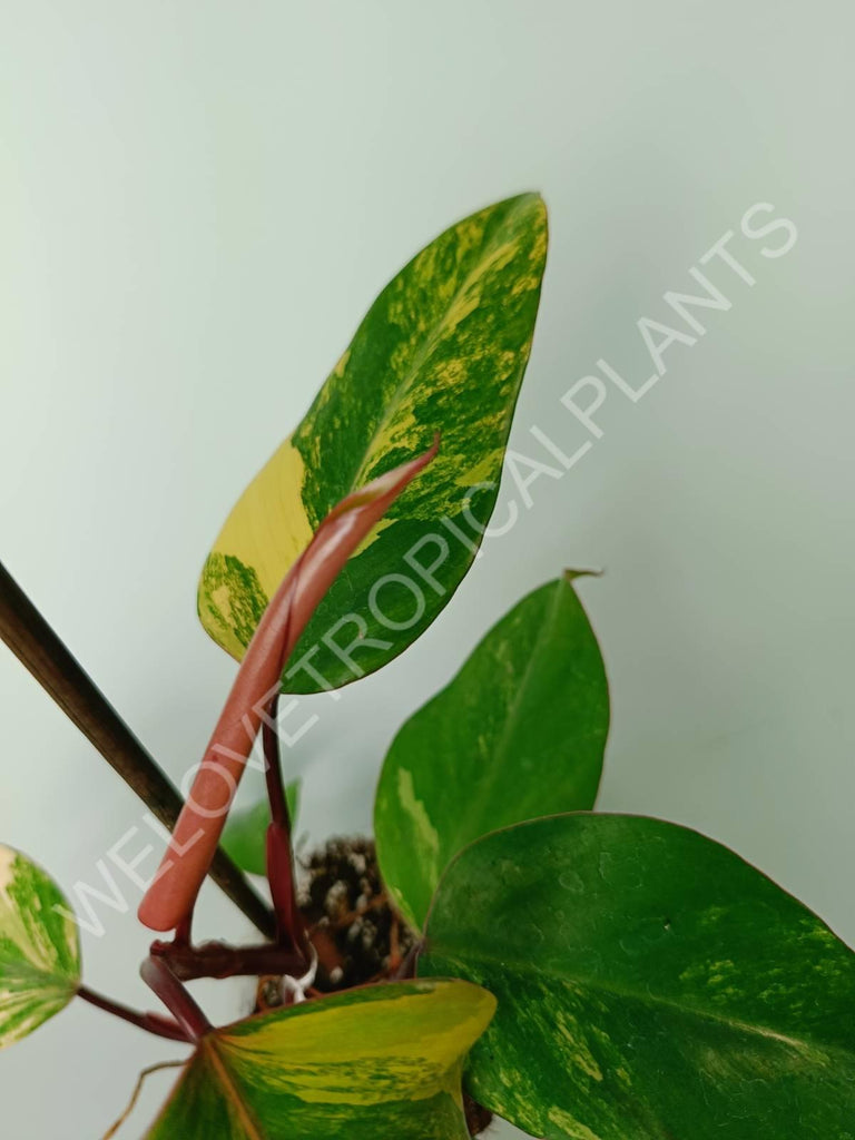 Philodendron strawberry shake