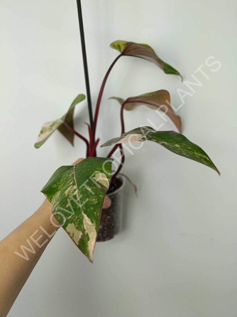 Philodendron strawberry shake