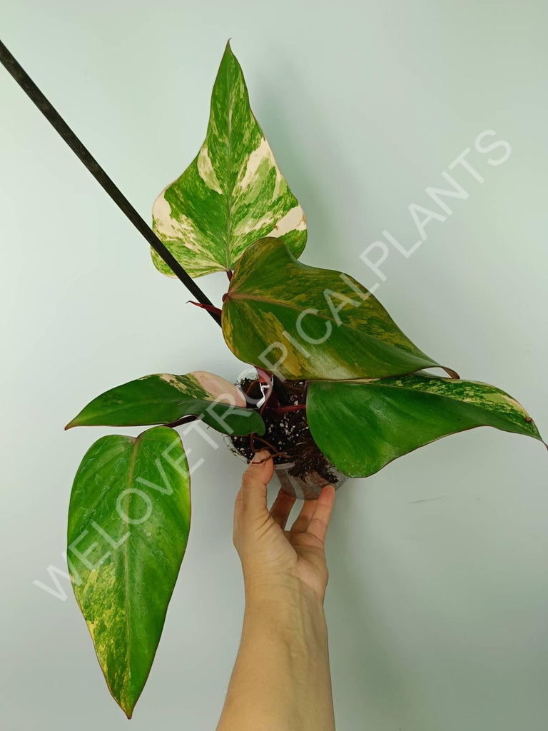 Philodendron strawberry shake variegata