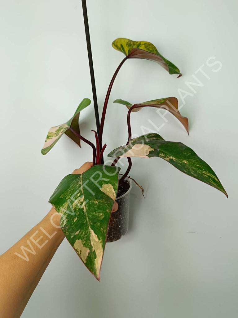 Philodendron strawberry shake