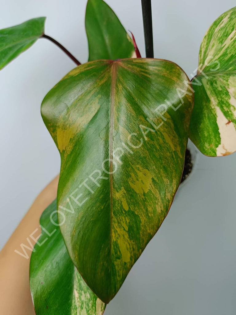 Philodendron strawberry shake variegata