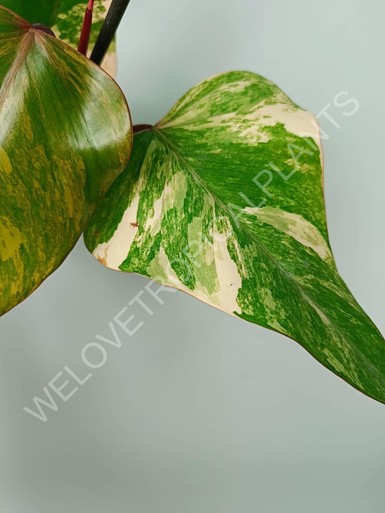 Philodendron strawberry shake variegata