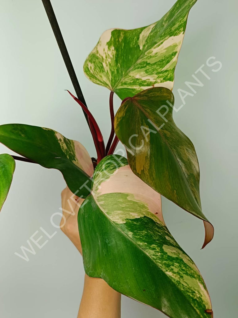 Philodendron strawberry shake variegata