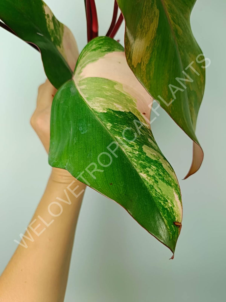 Philodendron strawberry shake variegata