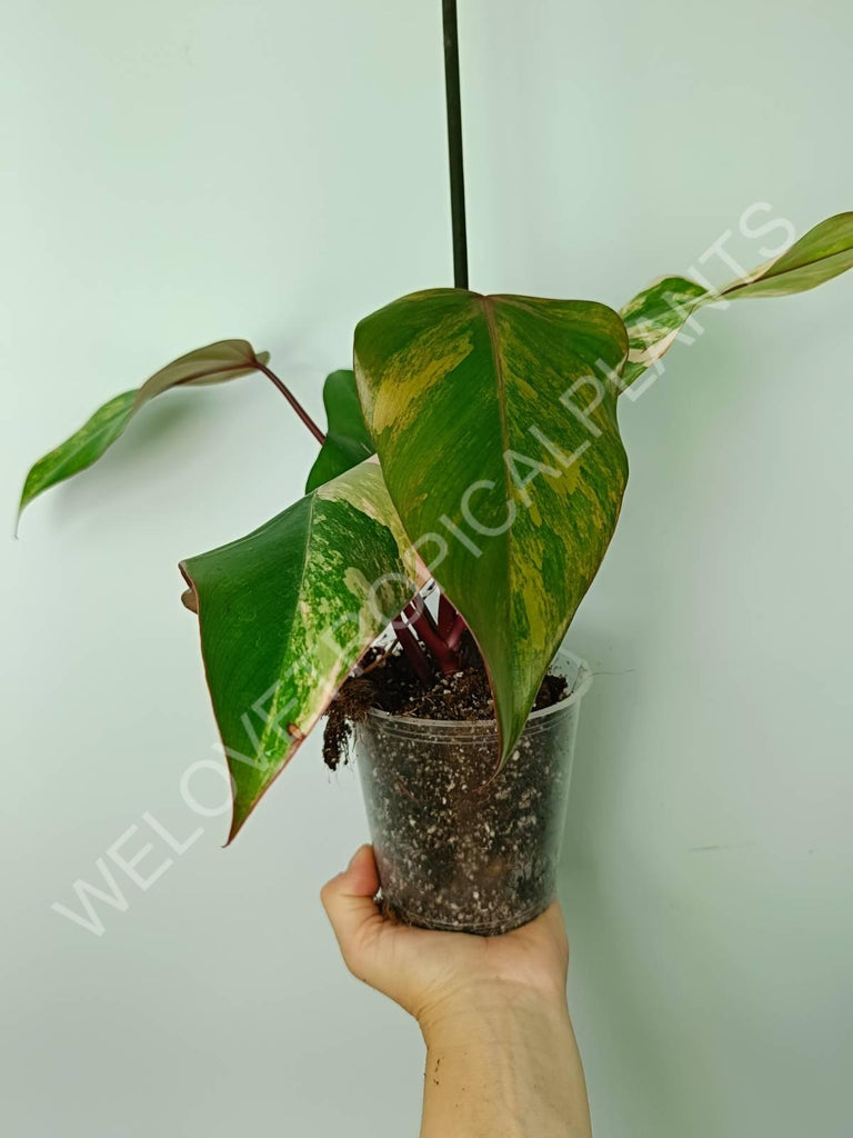 Philodendron strawberry shake variegata