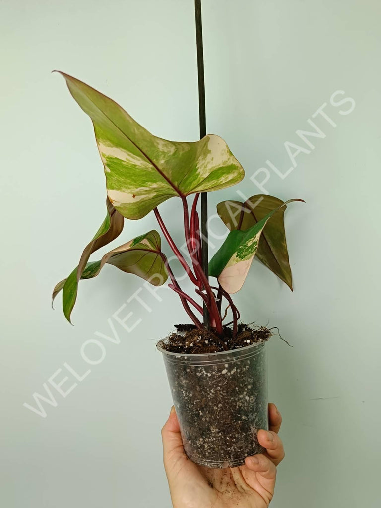 Philodendron strawberry shake variegata