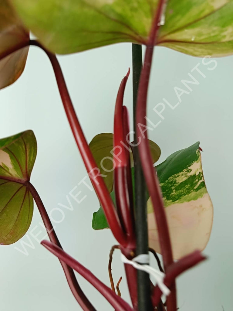 Philodendron strawberry shake variegata