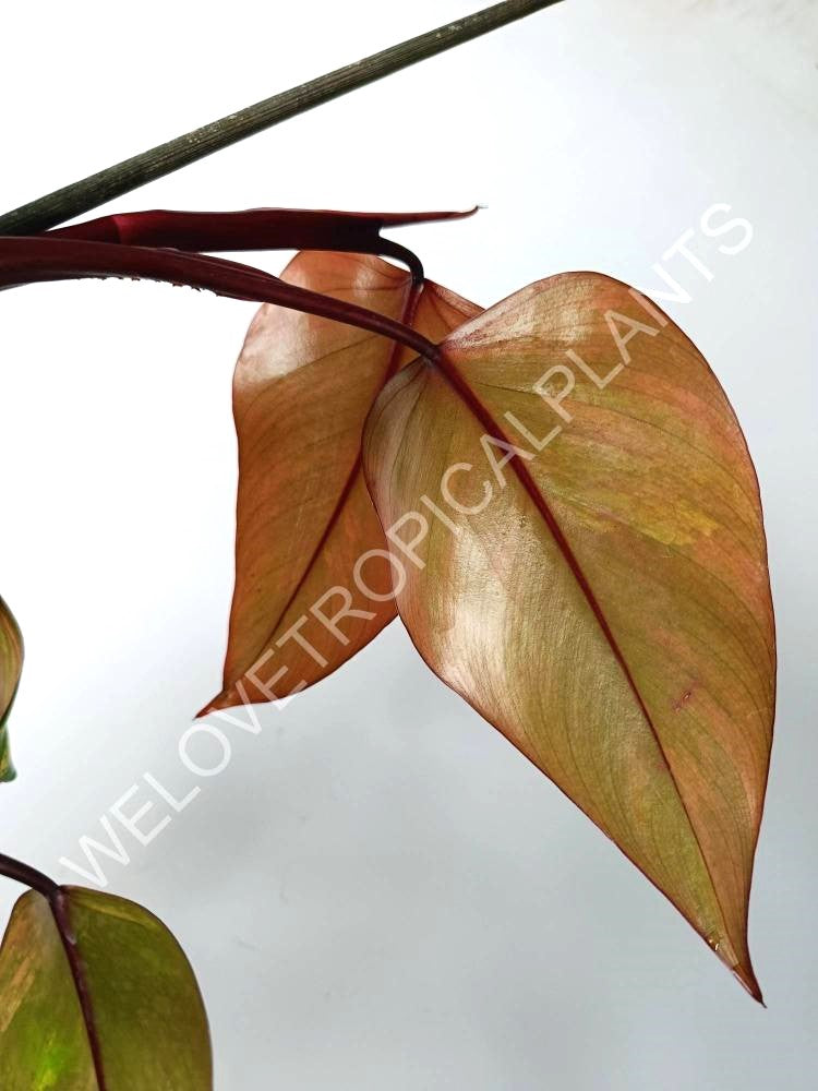 Philodendron strawberry shake variegata