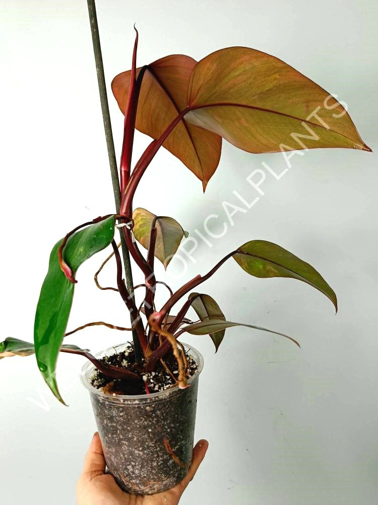 Philodendron strawberry shake variegata