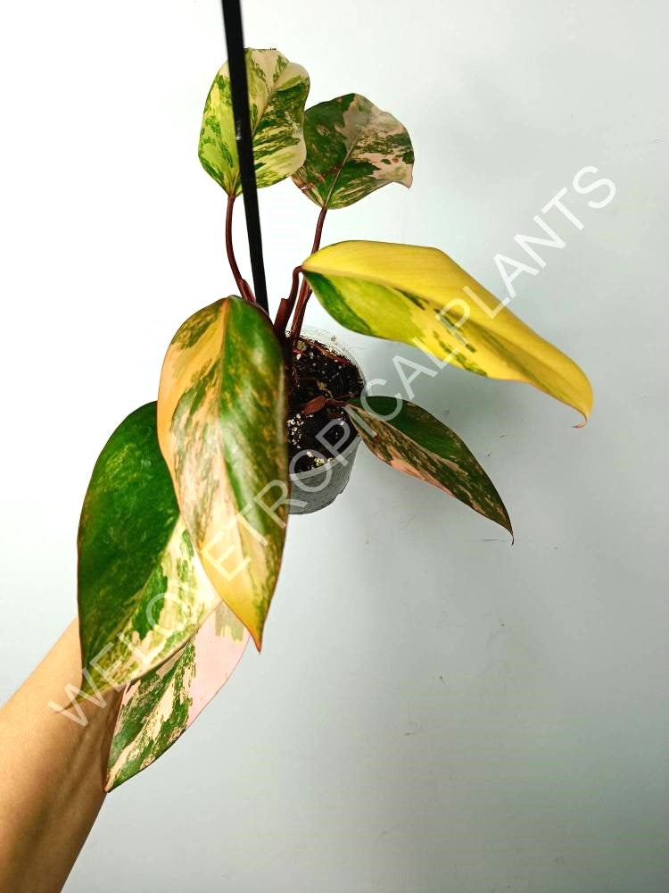 Philodendron strawberry shake variegata 