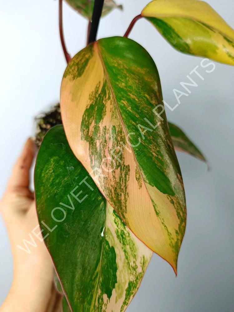 Philodendron strawberry shake variegata 