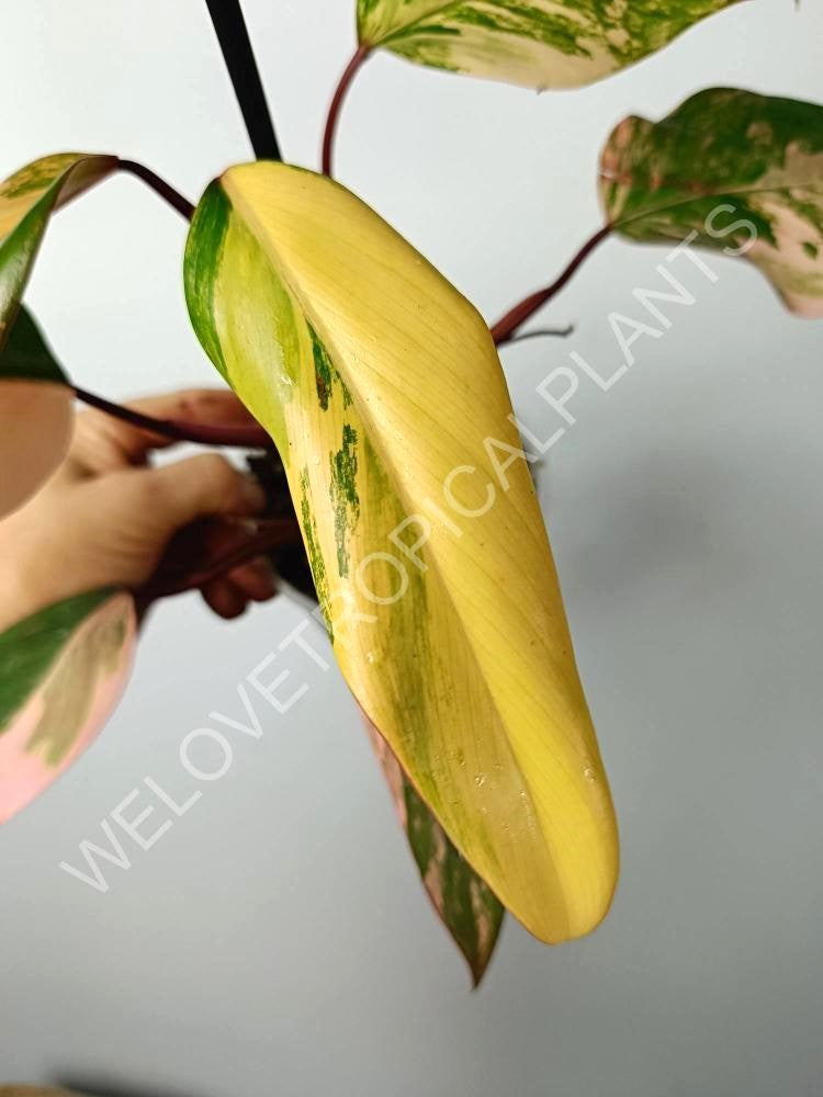 Philodendron strawberry shake variegata 