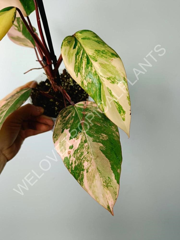 Philodendron strawberry shake variegata 