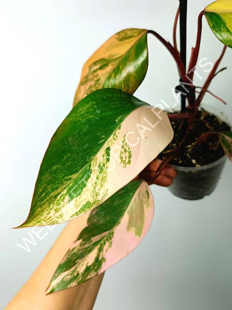 Philodendron strawberry shake variegata 