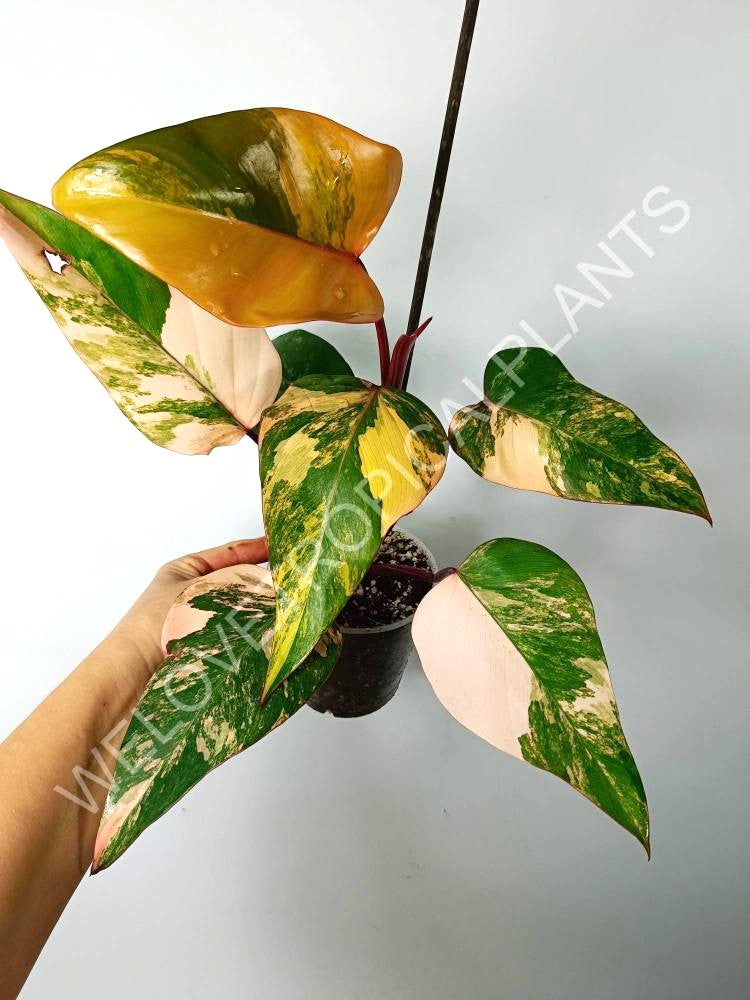 Philodendron strawberry shake variegata 