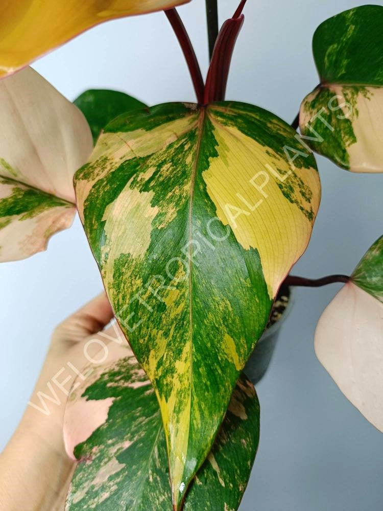 Philodendron strawberry shake variegata 