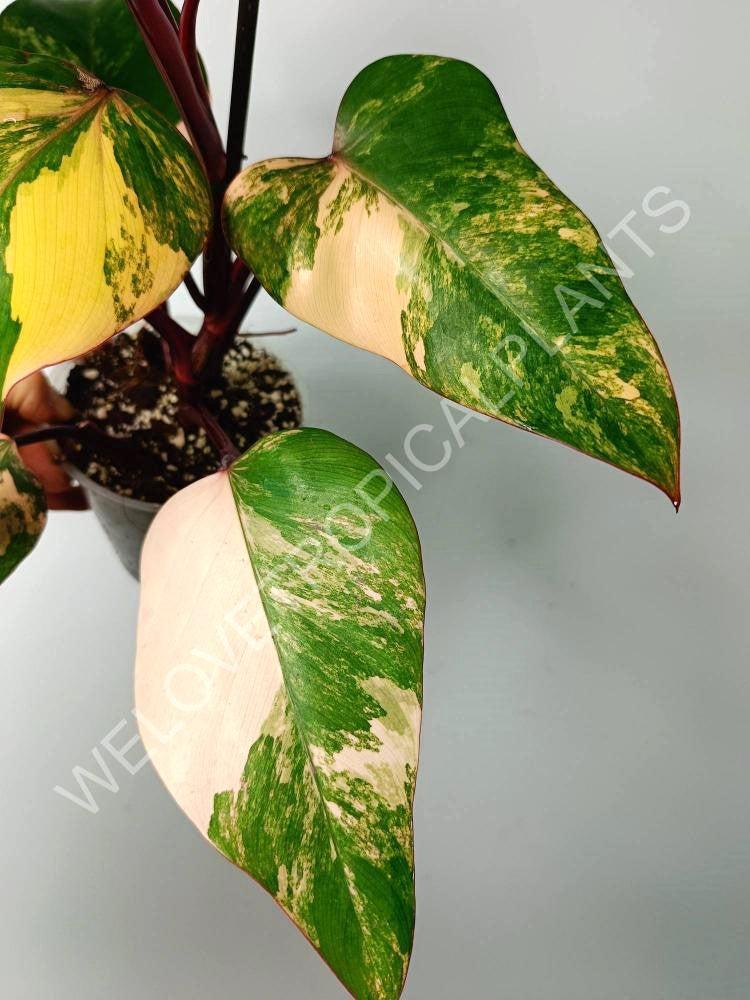 Philodendron strawberry shake variegata 