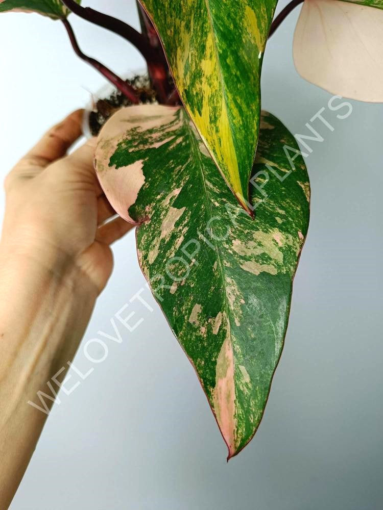 Philodendron strawberry shake variegata 