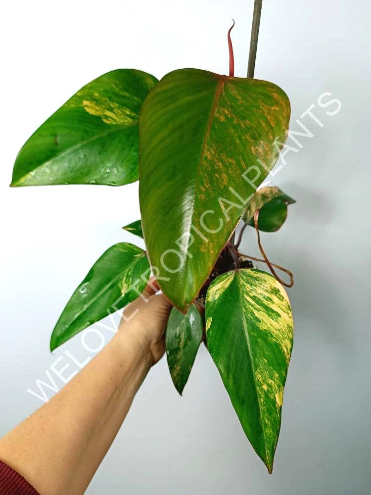 Philodendron strawberry shake variegata