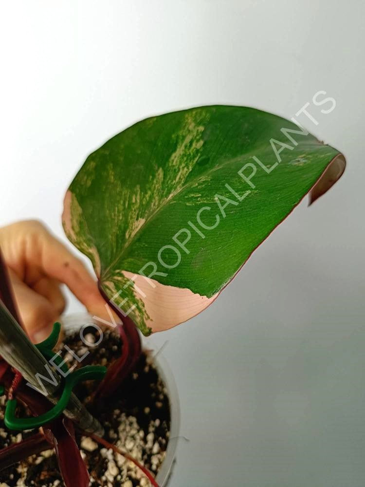 Philodendron strawberry shake variegata 