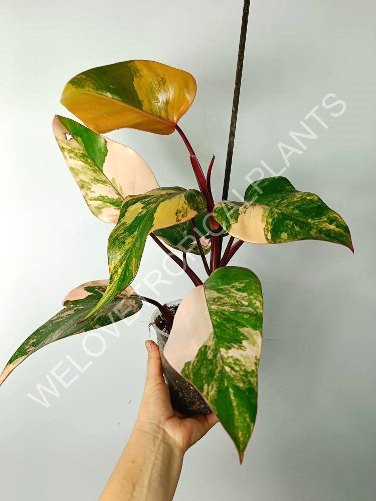 Philodendron strawberry shake variegata 